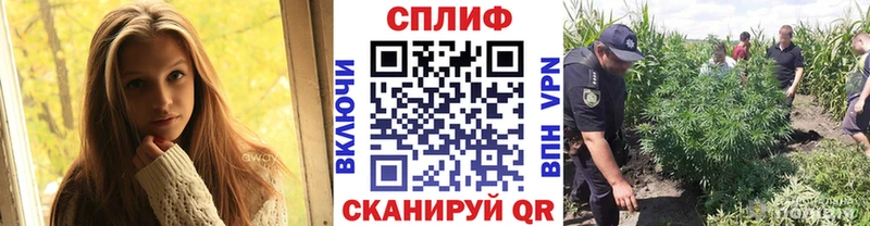 как найти наркотики Сольвычегодск Шишки марихуана сатива